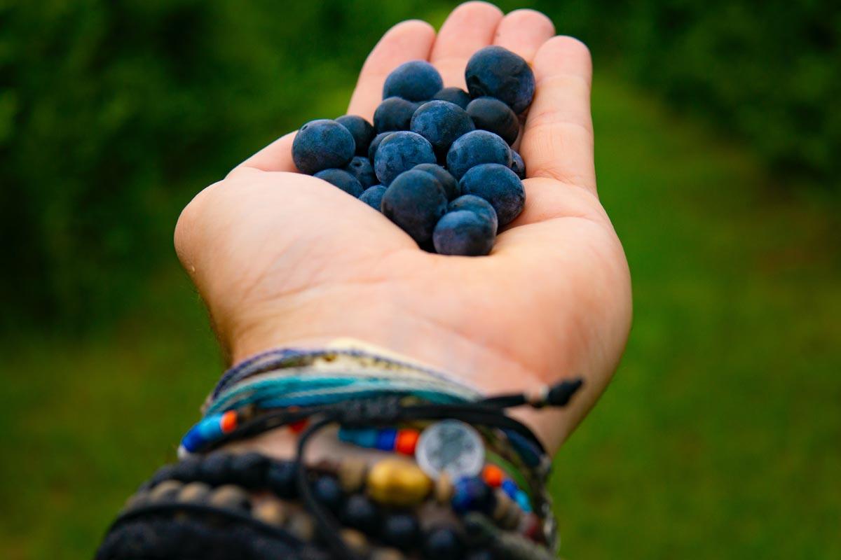 Handvoll Blaubeeren